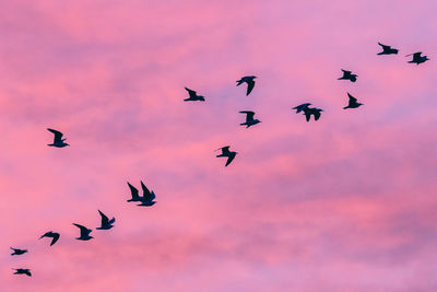 Low angle view of birds flying in sky
