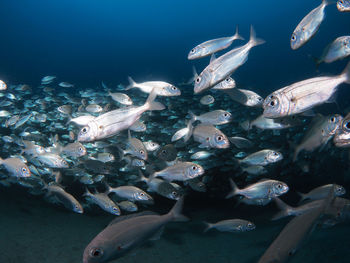 Fish swarm swimming in sea