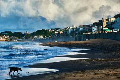 Dog on beach against sky in city
