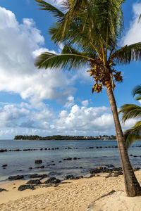 palm tree