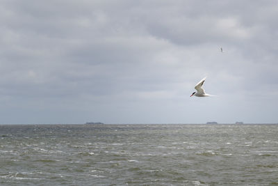 Seagull flying over sea against sky