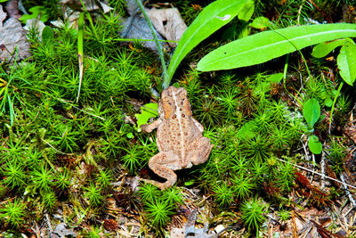 High angle view of frog on field