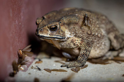 A toads eat insects at night favorite food night shot