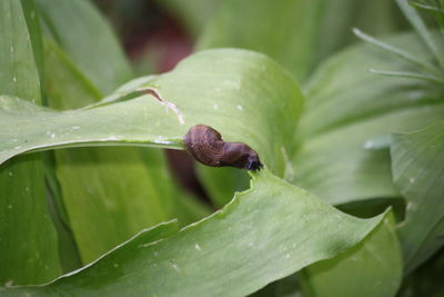 Close-up of snail on leaves