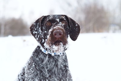 Close-up of a dog on snow