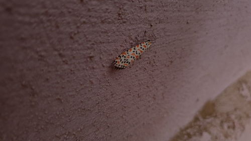 Close-up of insect on wall