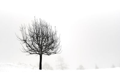 Bare tree on snow covered land against clear sky