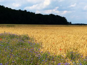 Scenic view of field against sky