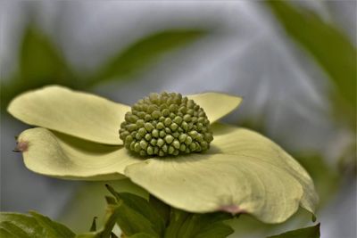 Close-up of flower