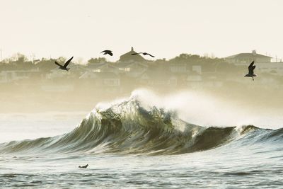 Birds flying over sea against clear sky