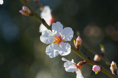 Close-up of cherry blossoms in spring