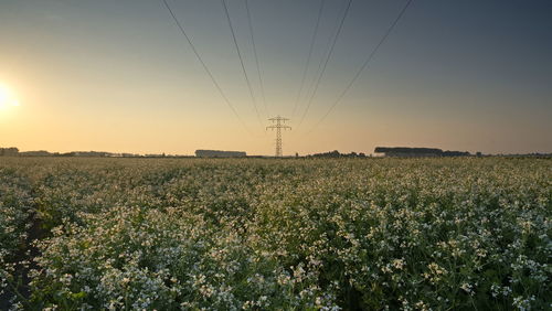 Scenic view of field against sky during sunset