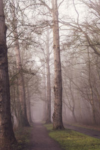 Dirt road amidst trees in forest