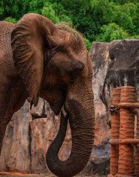 Close-up of elephant