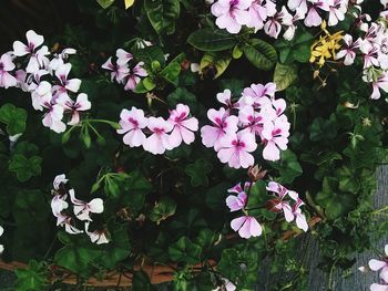 High angle view of flowers blooming outdoors