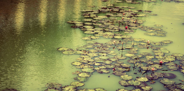 Close-up of lotus water lily in lake