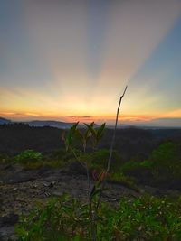 Plants growing on land against sky during sunset