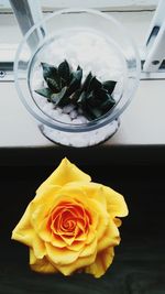 Close-up of yellow flower on table