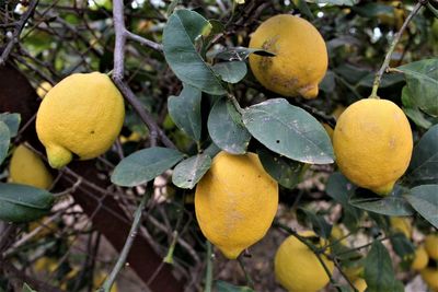 Close-up of fruit growing on tree