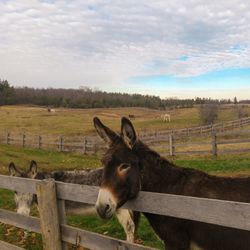 View of a horse on field