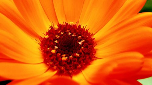 Close-up of orange flower