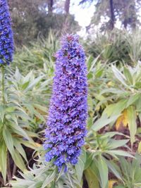 Close-up of purple flowers