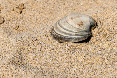 Close-up of seashell on beach