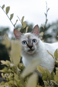 Close-up portrait of a cat