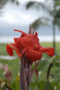 Close-up of red flower