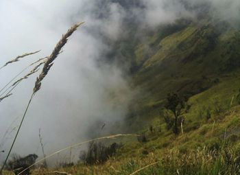 Scenic view of fog