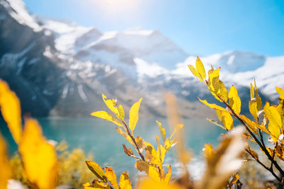 Close-up of yellow flowering plant against mountain