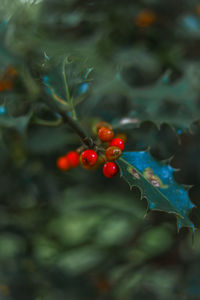 Close-up of red berries growing on tree