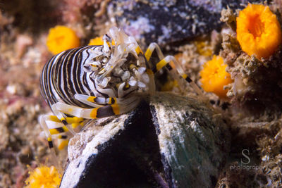 Close-up of gnathophyllum americanum in sea