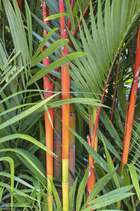 Full frame shot of bamboo plants on field