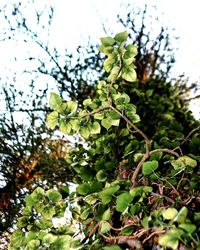 Low angle view of tree against sky