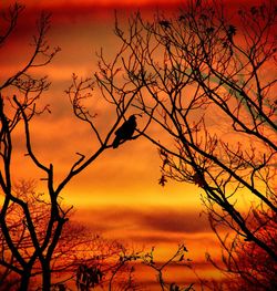 Low angle view of silhouette bare tree against sky during sunset