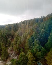 Scenic view of pine trees in forest against sky