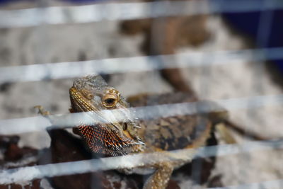 Close-up of lizard