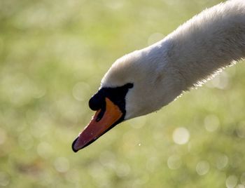 Close-up of swan swimming in water