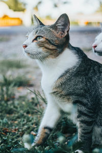 Close-up of a cat looking away