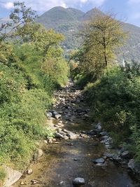 Scenic view of stream flowing through forest