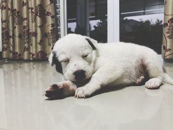 Dog sleeping in the home