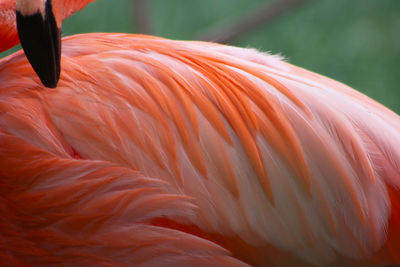 Close-up of a bird