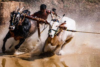 View of people riding horse water