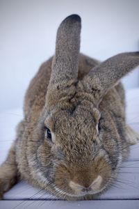 Close-up of rabbit