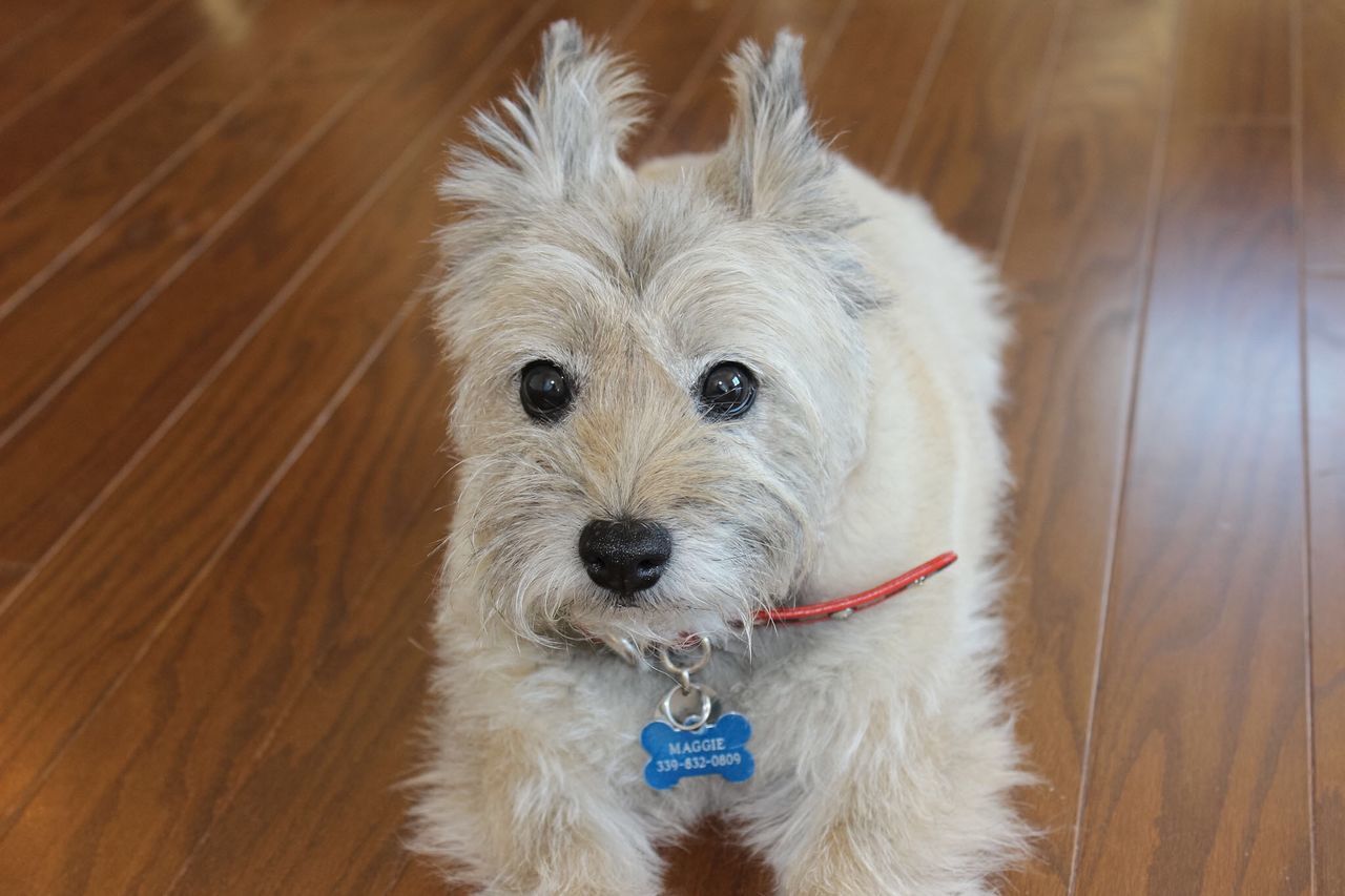 My Cairn Terrier is 16 yrs old, my friend, buddy, dogs, dog collection, animals , all by myself,