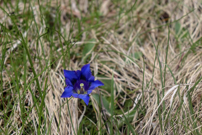 Close-up of purple flowering plant on land