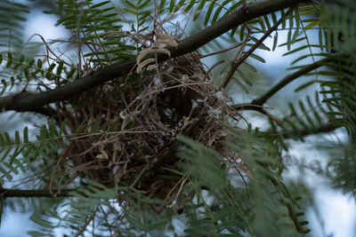 Close-up of pine tree branch during winter