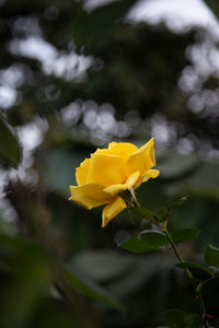 Close-up of yellow flowering plant