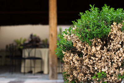 Close-up of potted plant